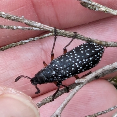 Rhipicera femorata (Feather-horned beetle) at Bullen Range - 2 Mar 2024 by HelenCross