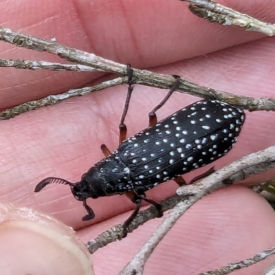 Rhipicera femorata (Feather-horned beetle) at Bullen Range - 2 Mar 2024 by HelenCross