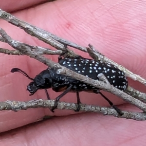 Rhipicera (Agathorhipis) femorata at Bullen Range - 2 Mar 2024 09:27 AM