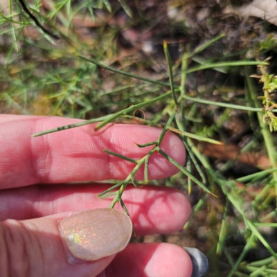 Daviesia genistifolia (Broom Bitter Pea) at QPRC LGA - 2 Mar 2024 by Csteele4