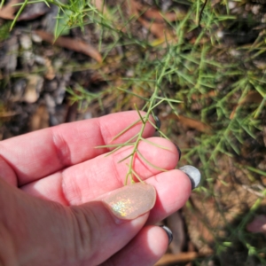 Daviesia genistifolia at Stony Creek Nature Reserve - 2 Mar 2024
