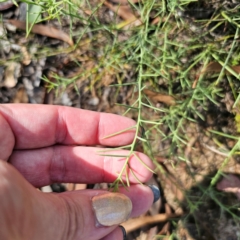 Daviesia genistifolia at Stony Creek Nature Reserve - 2 Mar 2024