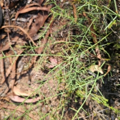 Daviesia genistifolia at Stony Creek Nature Reserve - 2 Mar 2024 04:18 PM