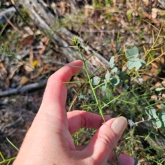 Daviesia genistifolia at Stony Creek Nature Reserve - 2 Mar 2024