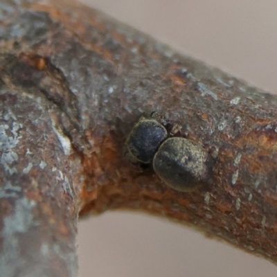 Unidentified Spider (Araneae) at Higgins, ACT - 2 Mar 2024 by Trevor