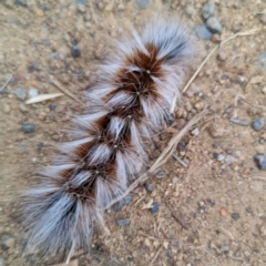 Anthela varia (Hairy Mary) at Lions Youth Haven - Westwood Farm - 1 Mar 2024 by HelenCross