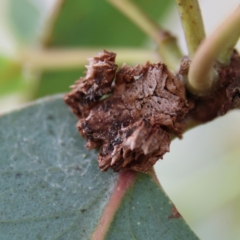 Arkys sp. (genus) (An Ambush, Bird-dropping or Triangular Spider) at Higgins, ACT - 2 Mar 2024 by Trevor