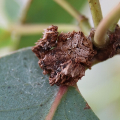 Arkys sp. (genus) (An Ambush, Bird-dropping or Triangular Spider) at Higgins Woodland - 2 Mar 2024 by Trevor