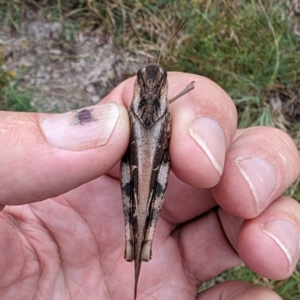 Gastrimargus musicus at Bullen Range - 2 Mar 2024 09:22 AM