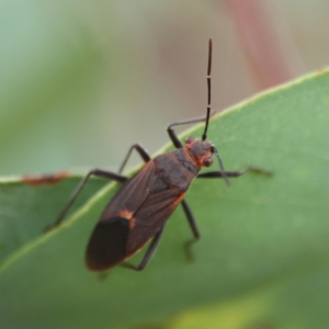 Leptocoris mitellatus at Higgins Woodland - 2 Mar 2024