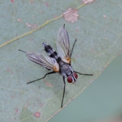 Sumpigaster sp. (genus) (A bristle fly) at Higgins Woodland - 2 Mar 2024 by MichaelWenke