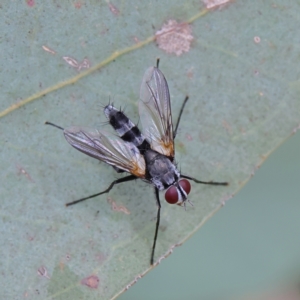 Sumpigaster sp. (genus) at Higgins Woodland - 2 Mar 2024