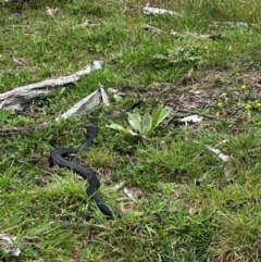 Pseudechis porphyriacus (Red-bellied Black Snake) at Pialligo, ACT - 2 Mar 2024 by BB23