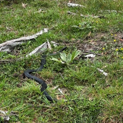 Pseudechis porphyriacus (Red-bellied Black Snake) at Pialligo, ACT - 2 Mar 2024 by BB23