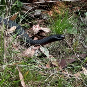 Pseudechis porphyriacus at Pialligo, ACT - 2 Mar 2024