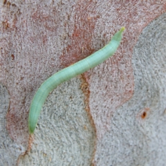 Lepidoptera unclassified IMMATURE moth at Higgins Woodland - 2 Mar 2024 by Trevor