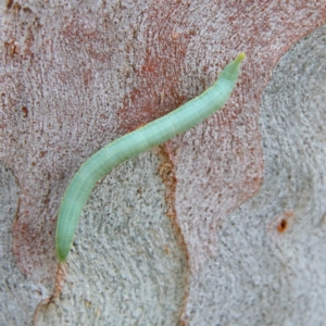 Lepidoptera unclassified IMMATURE at Higgins Woodland - 2 Mar 2024