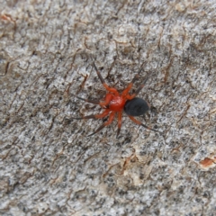 Nicodamidae (family) (Red and Black Spider) at Higgins, ACT - 2 Mar 2024 by Trevor