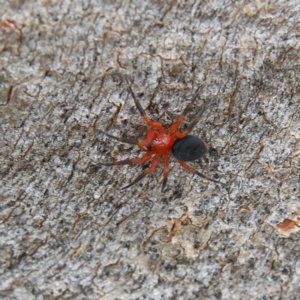 Nicodamidae (family) at Higgins Woodland - 2 Mar 2024 12:47 PM