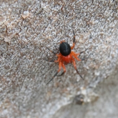 Nicodamidae (family) at Higgins Woodland - 2 Mar 2024 12:47 PM