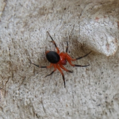 Nicodamidae (family) at Higgins Woodland - 2 Mar 2024 12:47 PM