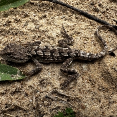 Amphibolurus muricatus (Jacky Lizard) at QPRC LGA - 2 Mar 2024 by BB23