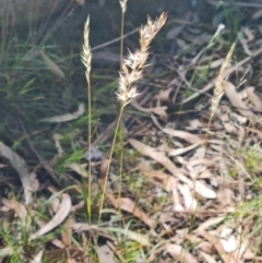 Rytidosperma sp. (Wallaby Grass) at Lake Ginninderra - 1 Mar 2024 by WalkYonder