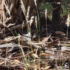 Rytidosperma sp. at Lake Ginninderra - 1 Mar 2024