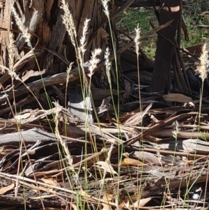 Rytidosperma sp. at Lake Ginninderra - 1 Mar 2024 09:40 AM