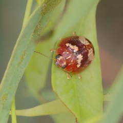 Paropsisterna sp. ("Ch11" of DeLittle 1979) (A leaf beetle) at Higgins Woodland - 2 Mar 2024 by Trevor