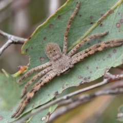 Isopedella pessleri (A huntsman spider) at Higgins Woodland - 2 Mar 2024 by MichaelWenke