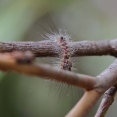 Unidentified Insect at Higgins, ACT - 2 Mar 2024 by Trevor