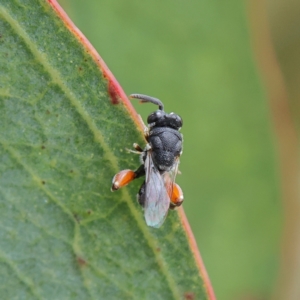 Chalcididae (family) at Higgins Woodland - 2 Mar 2024