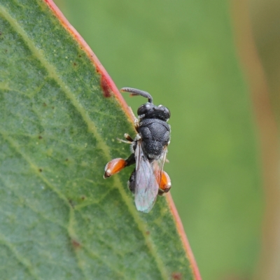 Chalcididae (family) (Unidentified chalcid wasp) at Higgins, ACT - 2 Mar 2024 by Trevor