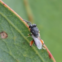 Chalcididae (family) at Higgins Woodland - 2 Mar 2024