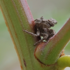 Unidentified Insect at Higgins Woodland - 2 Mar 2024 by Trevor