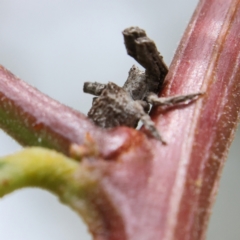 Philoponella sp. (genus) at Higgins Woodland - 2 Mar 2024