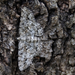 Unplaced externaria (Mahogany Bark Moth) at Higgins Woodland - 2 Mar 2024 by MichaelWenke