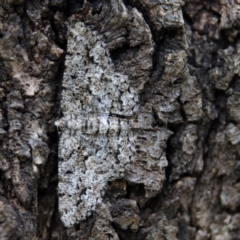 Unplaced externaria (Mahogany Bark Moth (formerly Hypomecis externaria)) at Higgins Woodland - 2 Mar 2024 by MichaelWenke