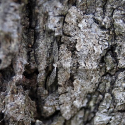 Unidentified Geometer moth (Geometridae) at Higgins Woodland - 2 Mar 2024 by Trevor