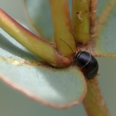 Ellipsidion australe (Austral Ellipsidion cockroach) at Higgins Woodland - 2 Mar 2024 by Trevor