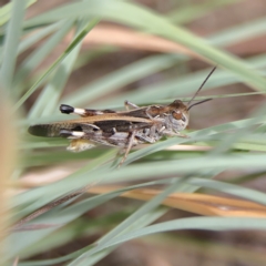 Oedaleus australis (Australian Oedaleus) at Higgins, ACT - 2 Mar 2024 by Trevor