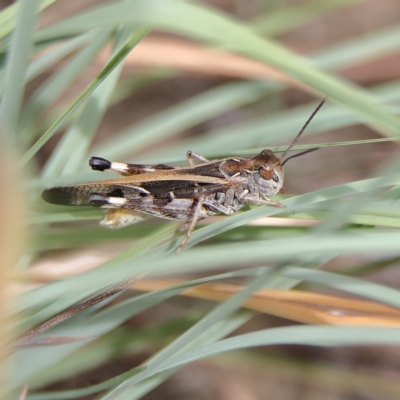 Oedaleus australis (Australian Oedaleus) at Higgins Woodland - 2 Mar 2024 by MichaelWenke