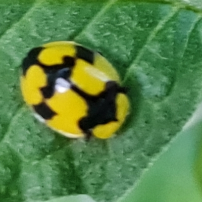 Illeis galbula (Fungus-eating Ladybird) at Narrabundah, ACT - 2 Mar 2024 by Mike