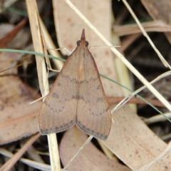 Uresiphita ornithopteralis (Tree Lucerne Moth) at Higgins Woodland - 2 Mar 2024 by Trevor