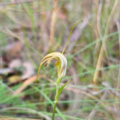 Diplodium sp. (A Greenhood) at Captains Flat, NSW - 2 Mar 2024 by Csteele4