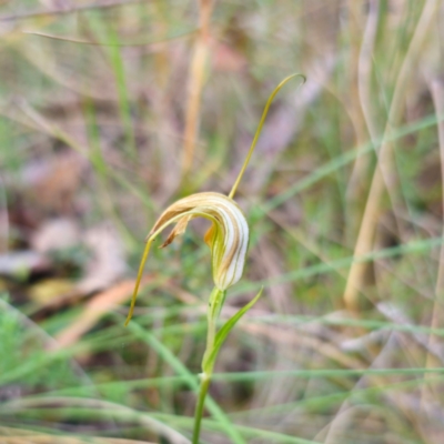 Diplodium sp. (A Greenhood) at QPRC LGA - 2 Mar 2024 by Csteele4