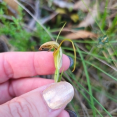 Diplodium sp. at QPRC LGA - 2 Mar 2024