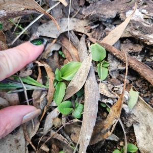 Diplodium sp. at QPRC LGA - 2 Mar 2024