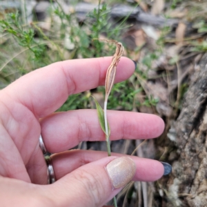 Diplodium sp. at QPRC LGA - 2 Mar 2024